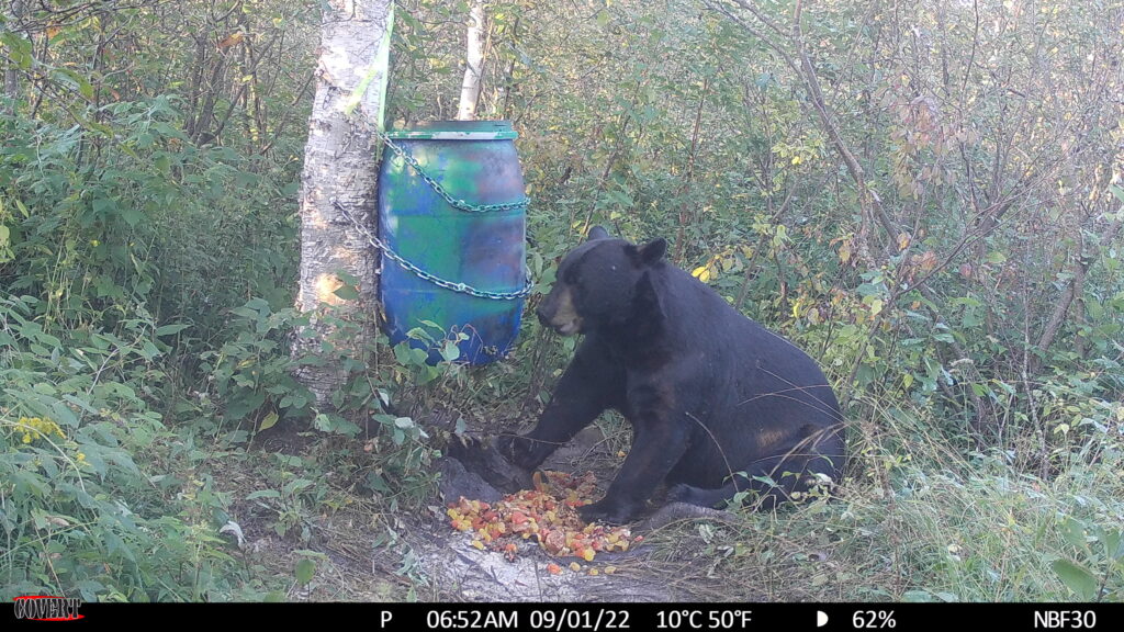 Bernie Barringer's Minnesota Bear Hunting  Quality bear hunting in  Minnesota's north woods